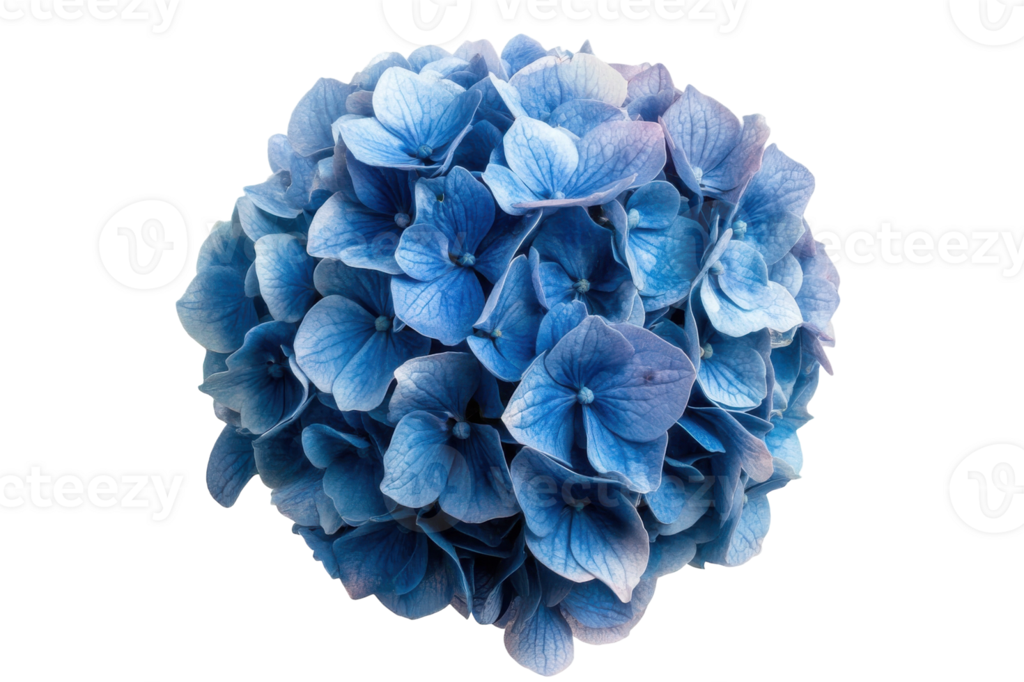 Blue hydrangea flower ball in full bloom showcasing intricate petal details and vibrant color png