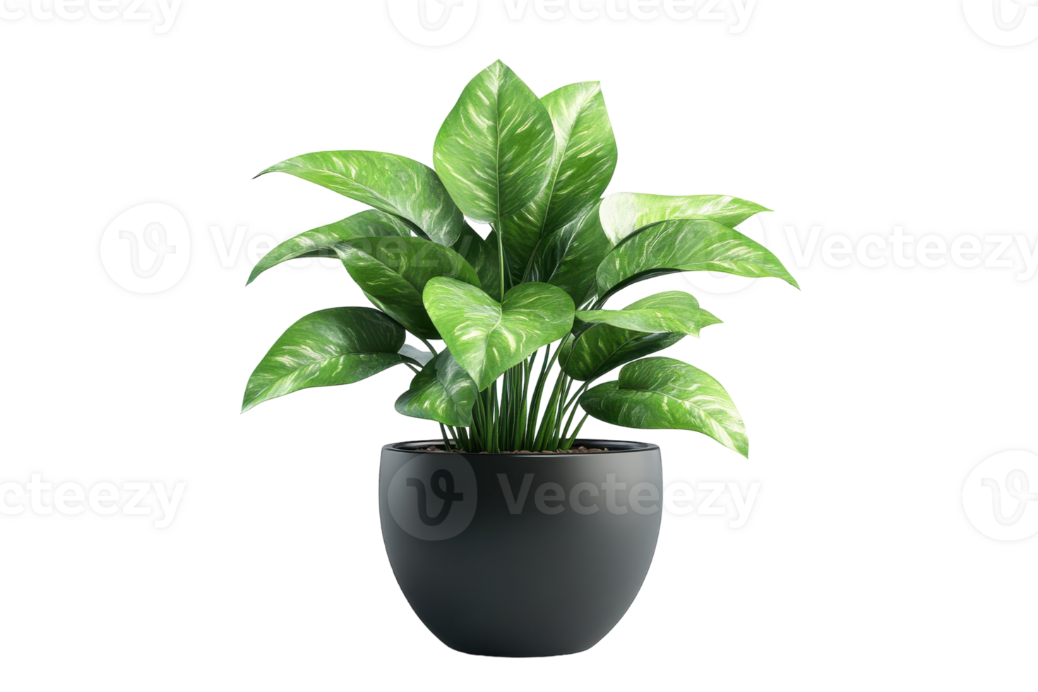 Lush green potted plant with vibrant leaves displayed in a modern black container at home png