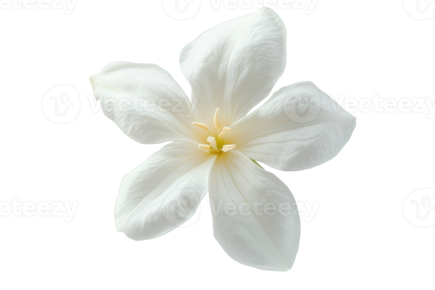 Delicate white flower with yellow center photographed against a plain background png