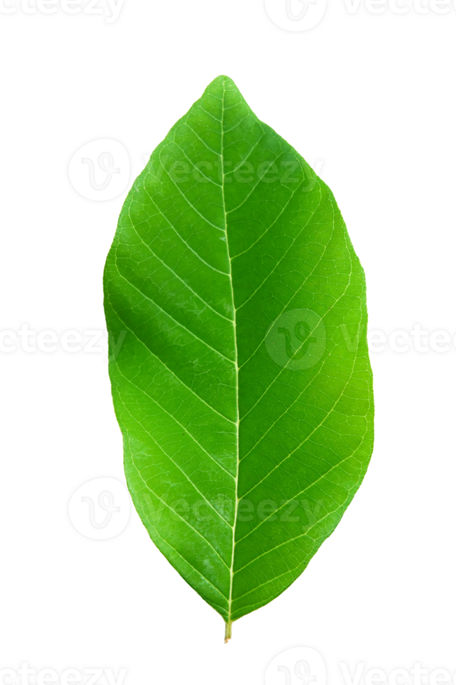 Fresh Green Leaf Isolated Perfect for Nature and Botanical Themes png