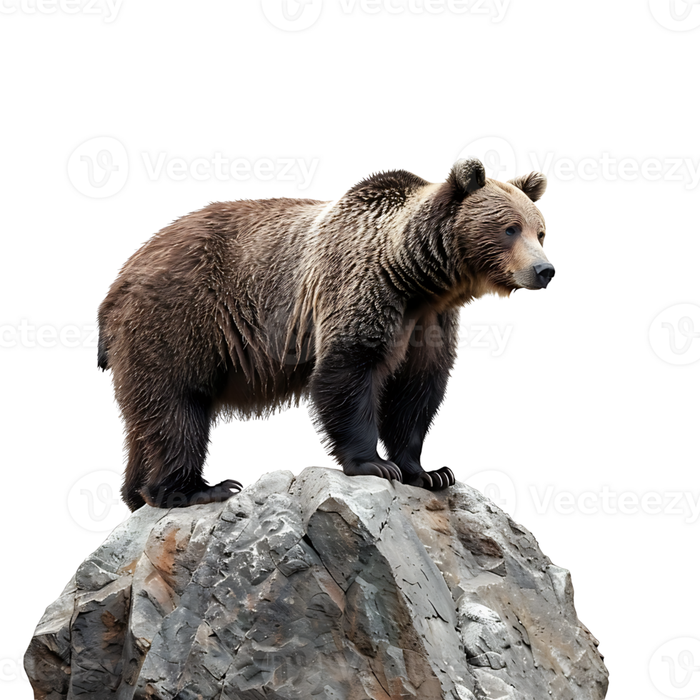 A brown bear standing on top of a rock png