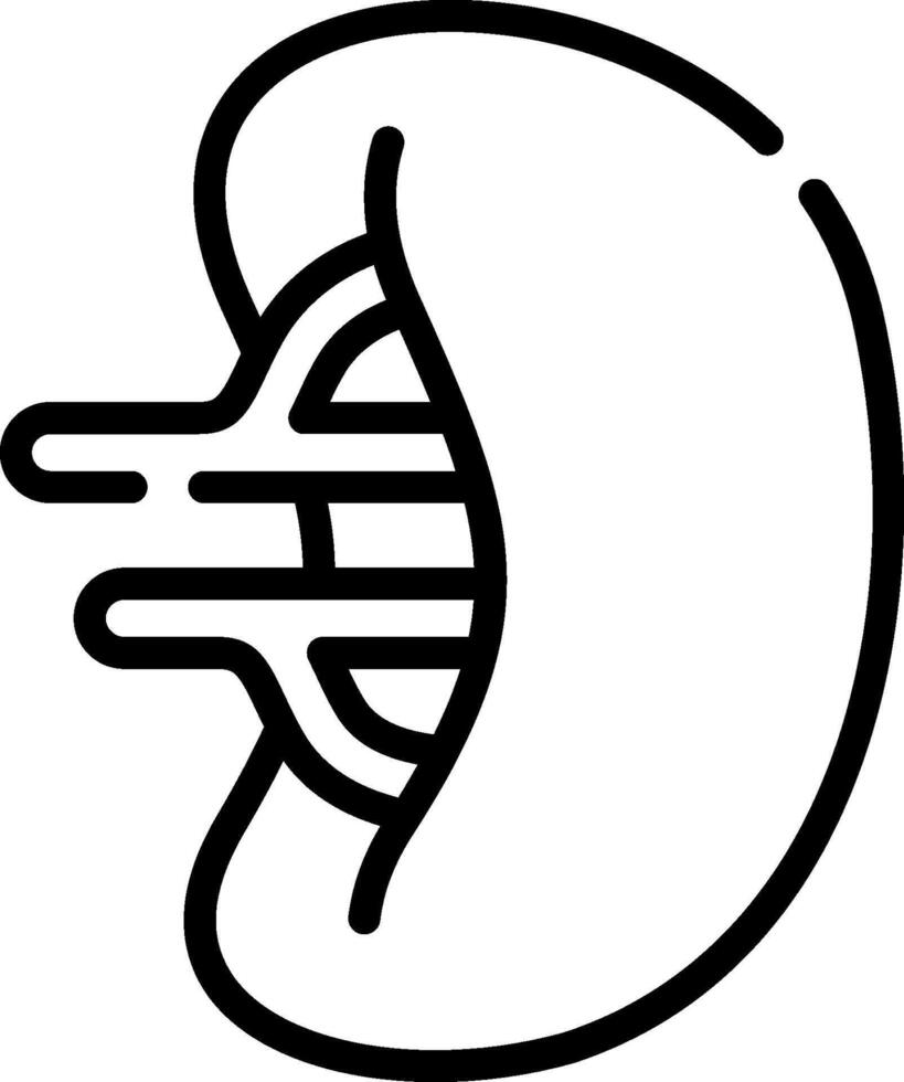 A black and white outline of a human kidney vector