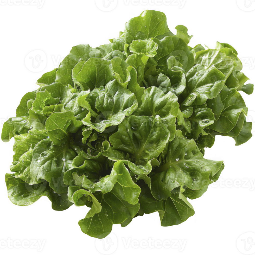 Green leaf lettuce isolated on a transparent background png