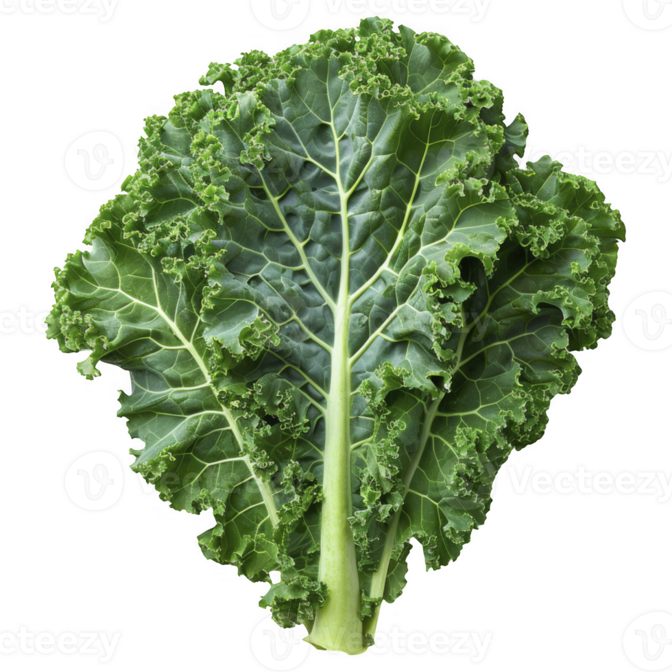 Fresh kale isolated on transparent background png