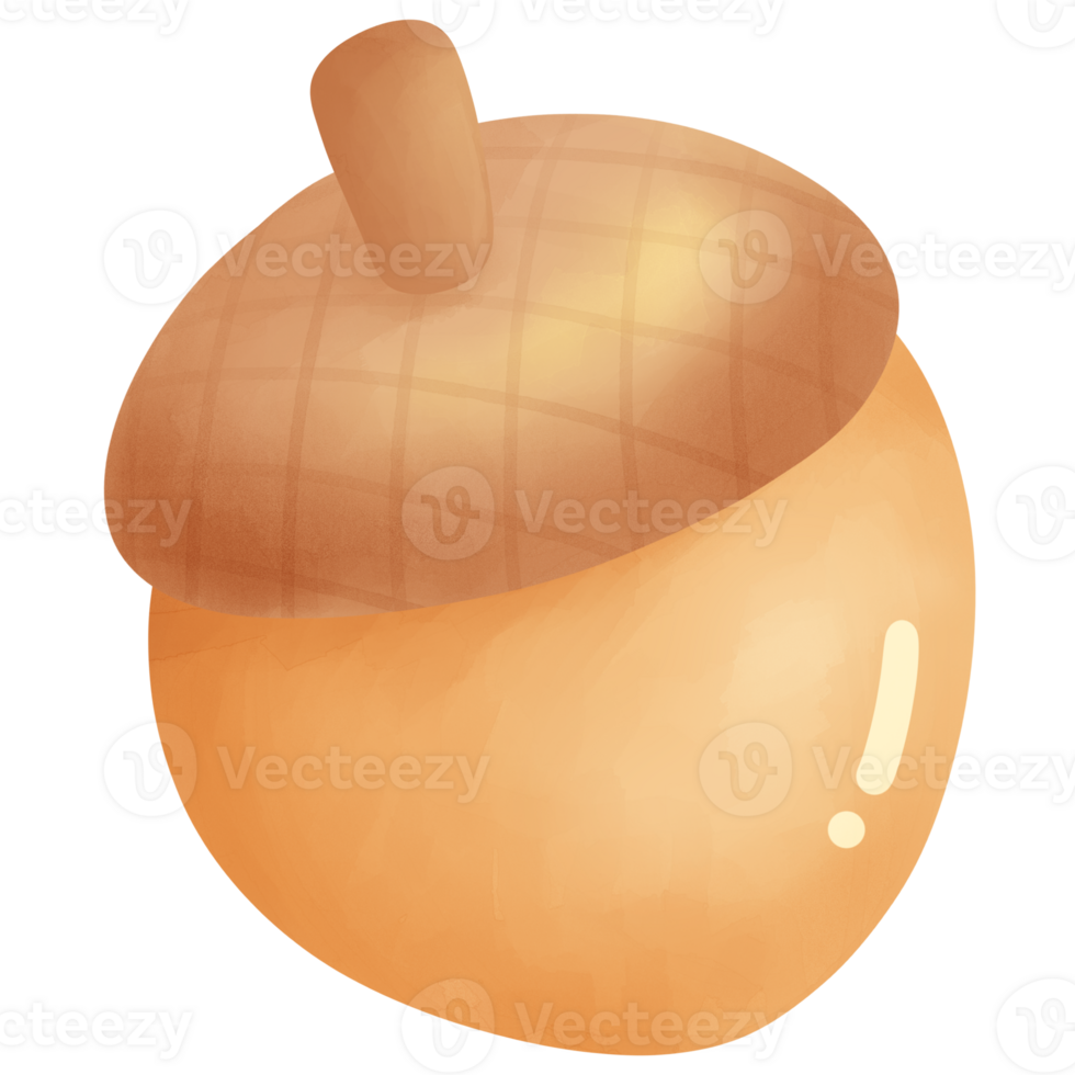 autumn pinecone autumn acorn element cartoon style hand drawn illustration png