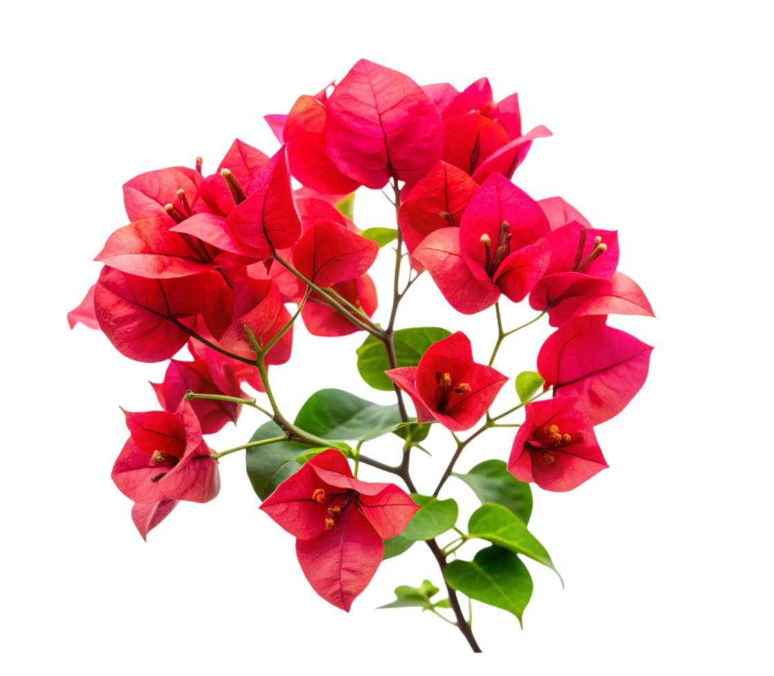Beautiful red bougainvillea flowers isolated on transparent background png