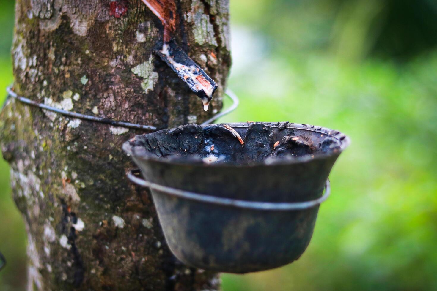 Rubber latex was extracted from a rubber tree and put into a bowl, in Bangladesh. photo