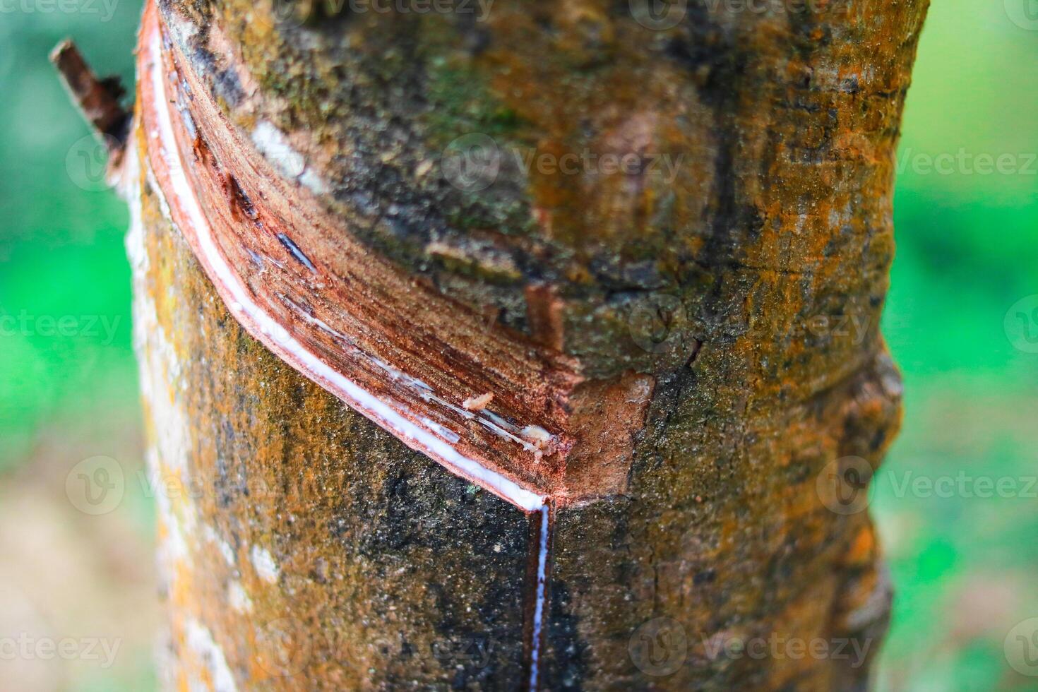Rubber latex extracted from rubber tree, closeup of rubber tree photo