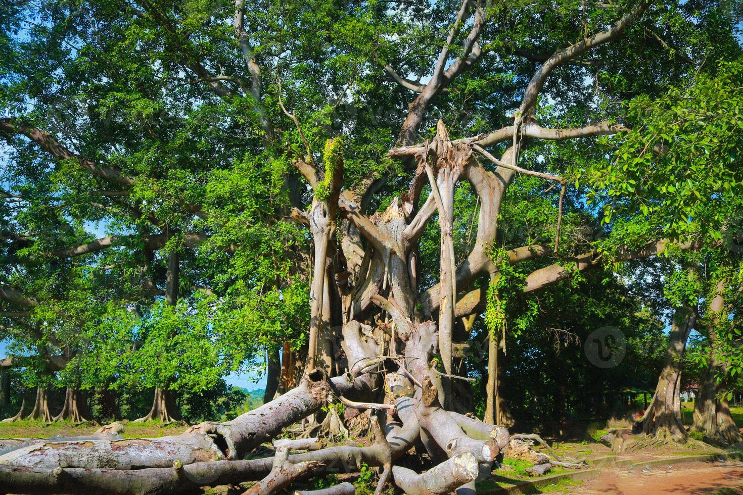 Old tree in the jungle, Bangladesh. Old tree in the jungle. photo
