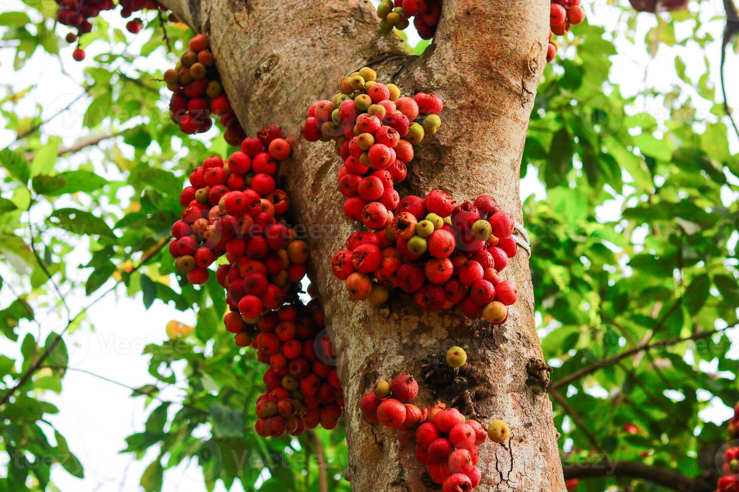 A bunch of red fig fruits on a tree in the tropical forest. photo