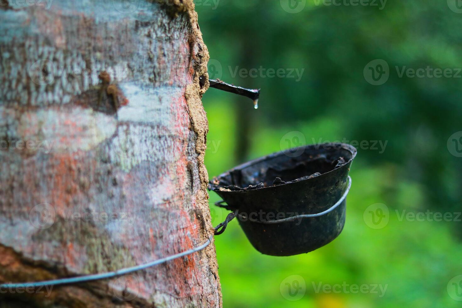 Rubber latex was extracted from a rubber tree and put into a bowl, in Bangladesh. photo