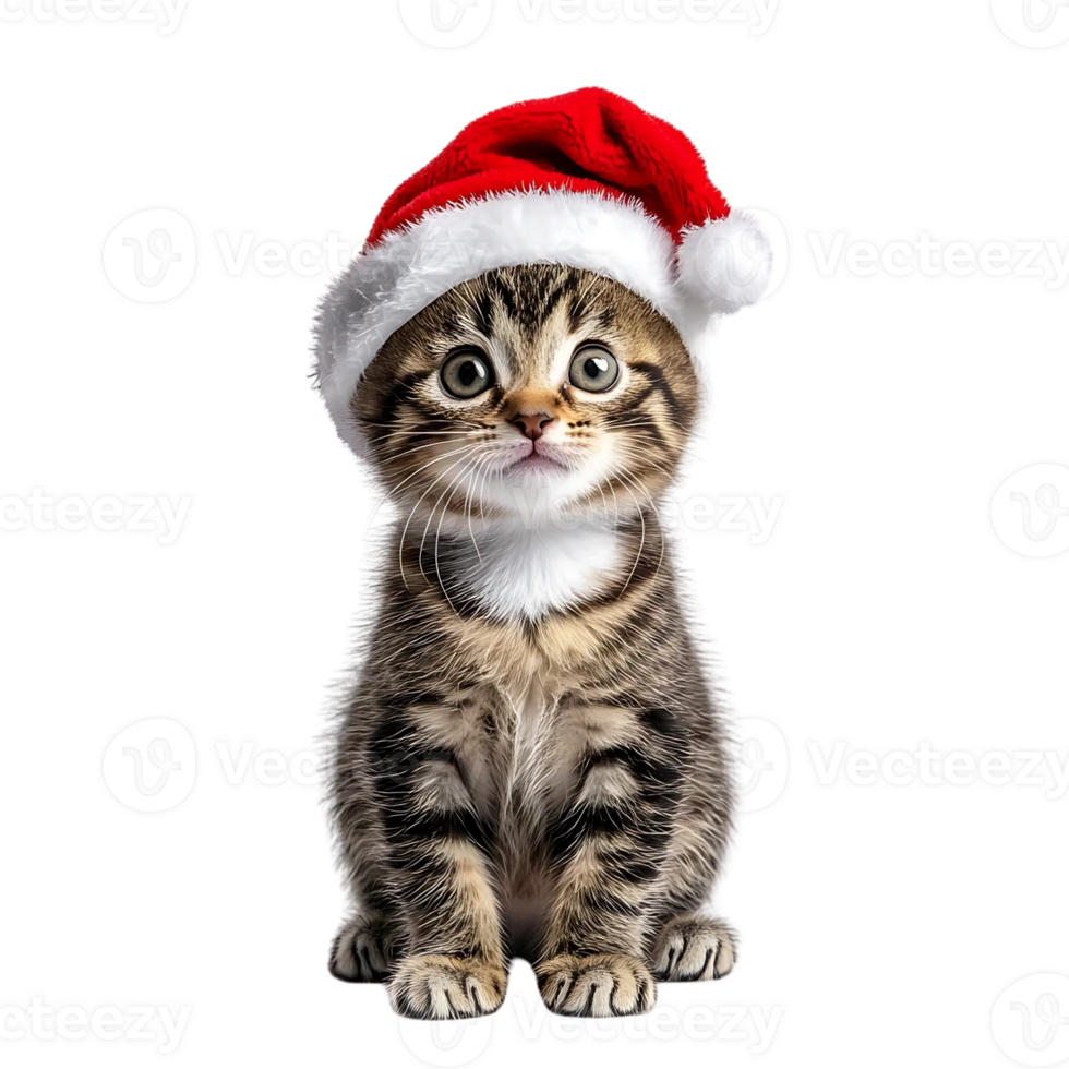 A kitten wearing a santa hat png
