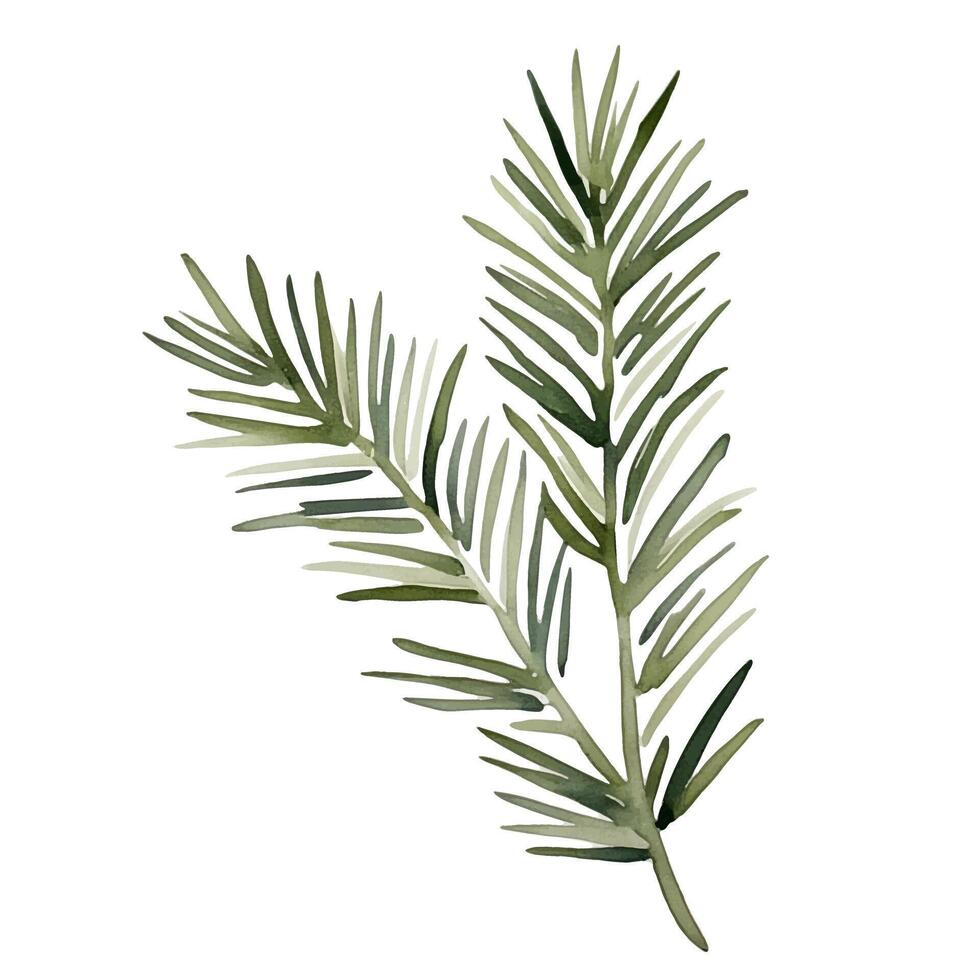 Watercolor fir branch. Green spruce branch. Hand drawn illustration with pine vector