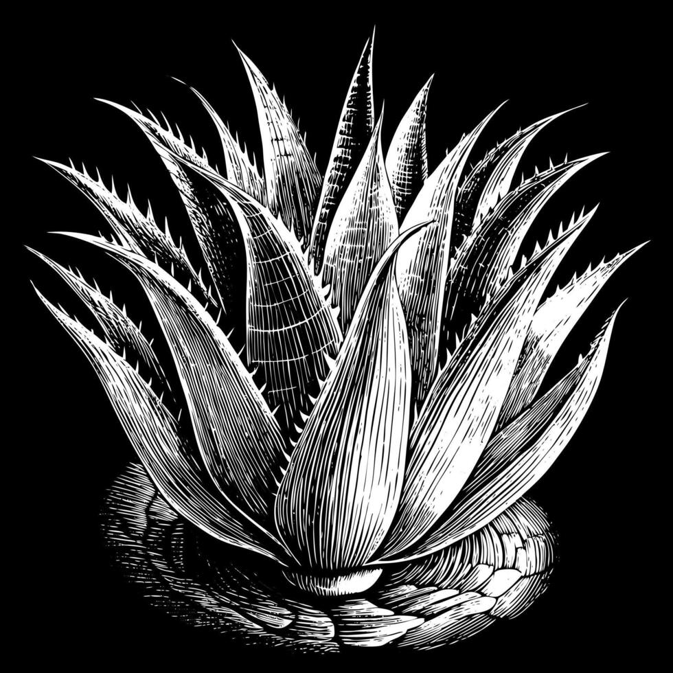 Detailed Black and White Illustration of a Succulent Plant in Ink Drawing Style vector