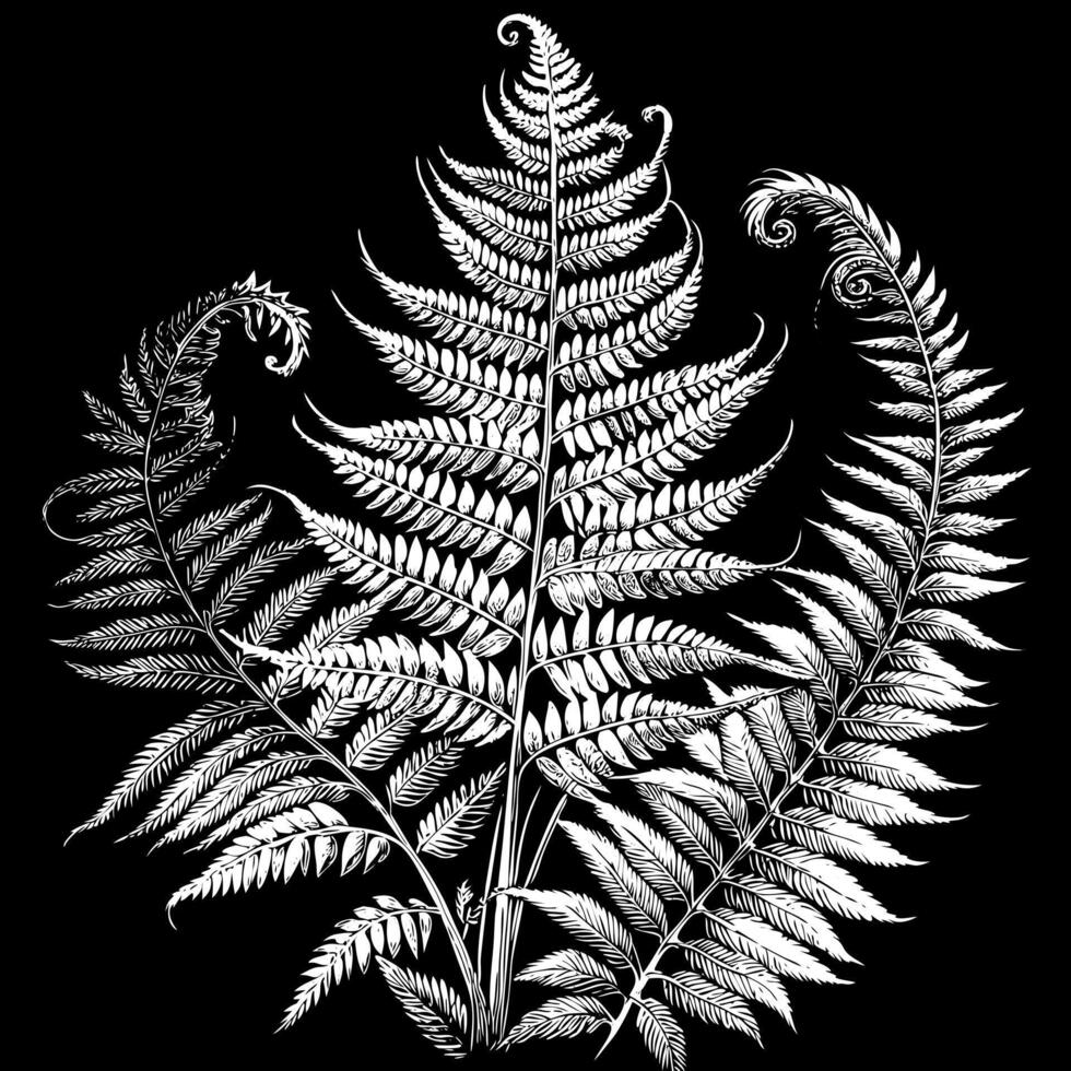 Intricate White Fern Illustration on Black Background Nature Inspired Botanical Art vector