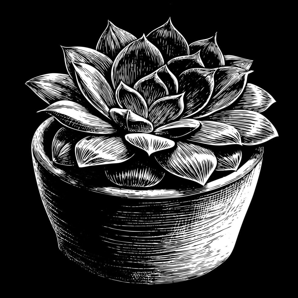 Hand Drawn Monochrome Succulent Illustration in a Pot on a Black Background vector