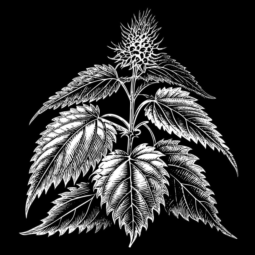 Intricate Botanical Illustration of Nettle Plant on Black Background vector