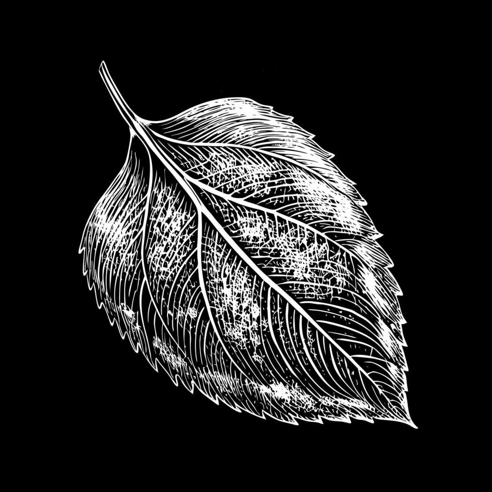 Detailed White Line Drawing of a Leaf on Black Background vector