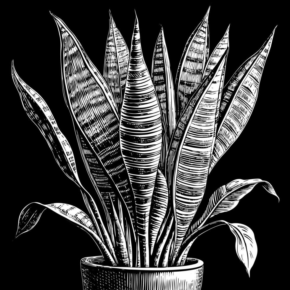 Black and White Line Art of Potted Snake Plant with Detailed Leaves on Black Background vector