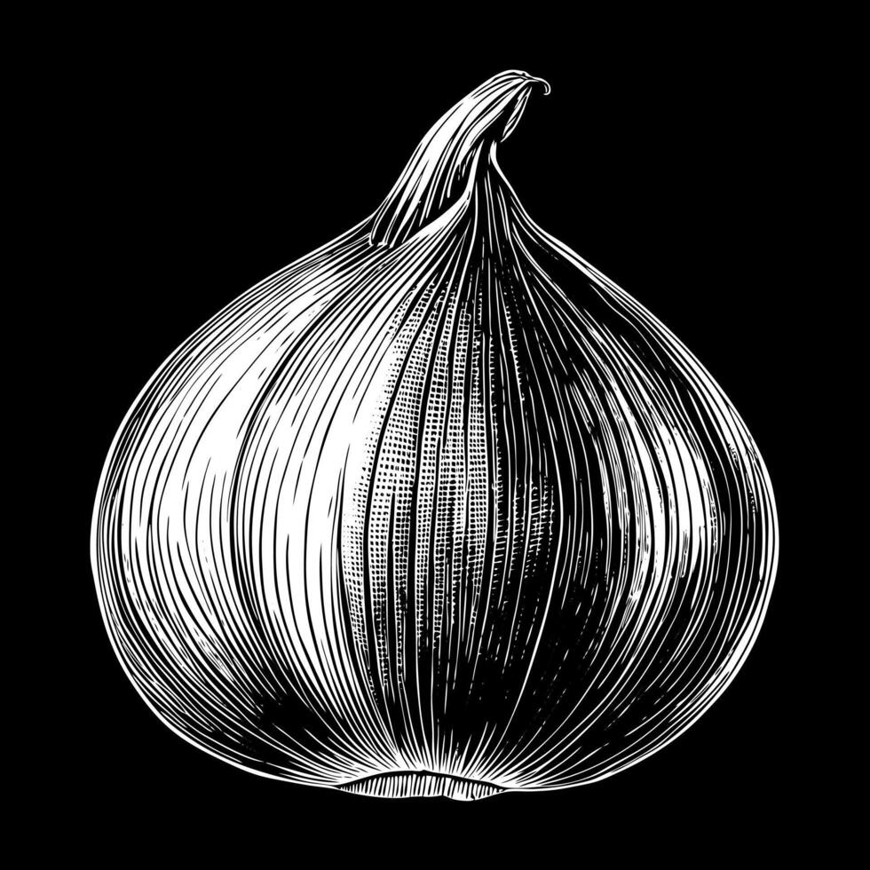 Detailed Black and White Onion Illustration on Solid Background Classic Ink Art Style vector