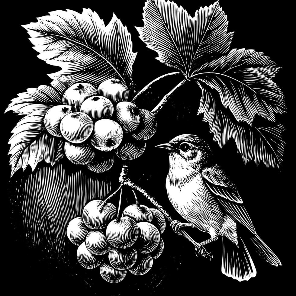 A bird is perched on a branch with grapes vector