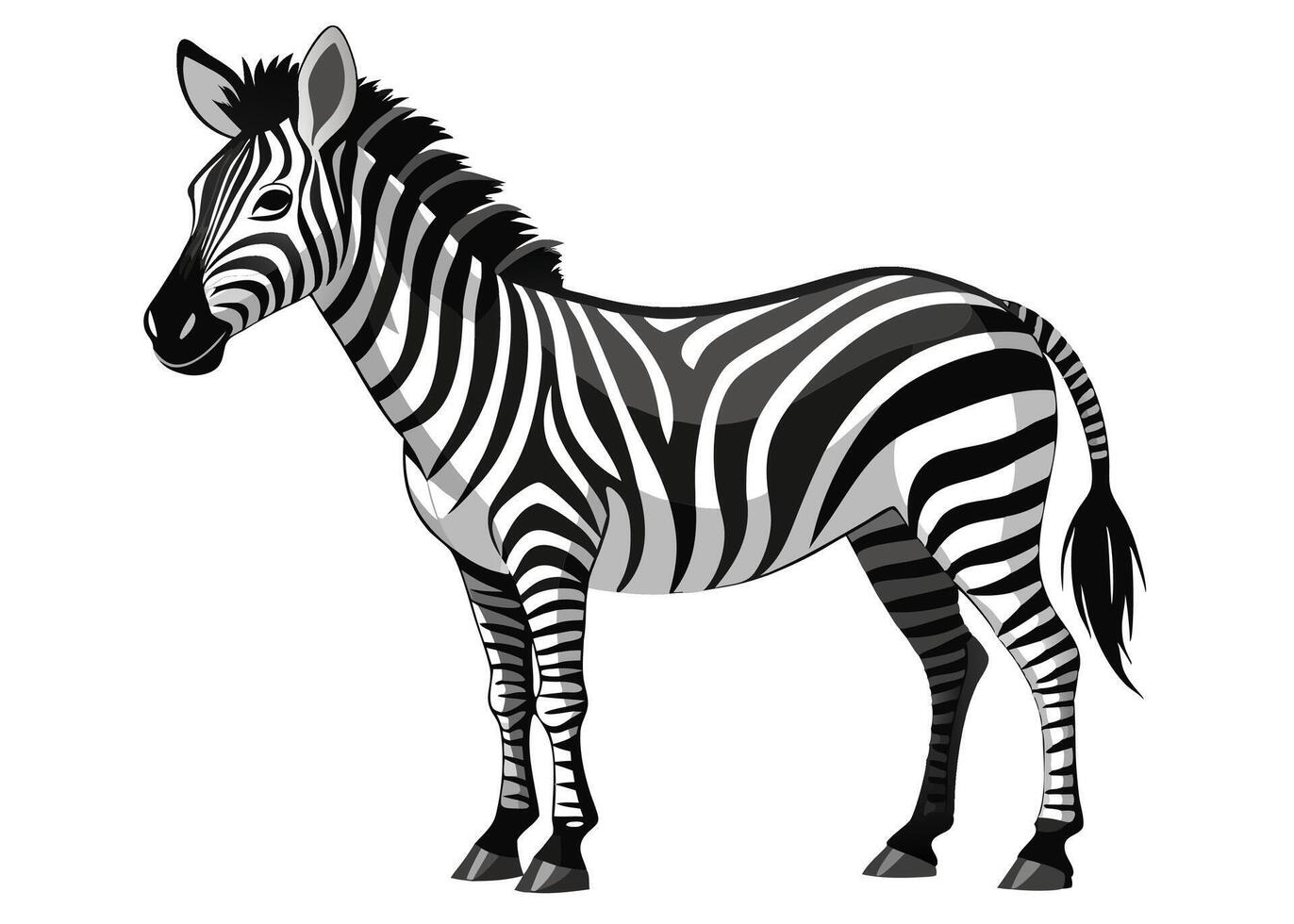 Black and White Zebra vector