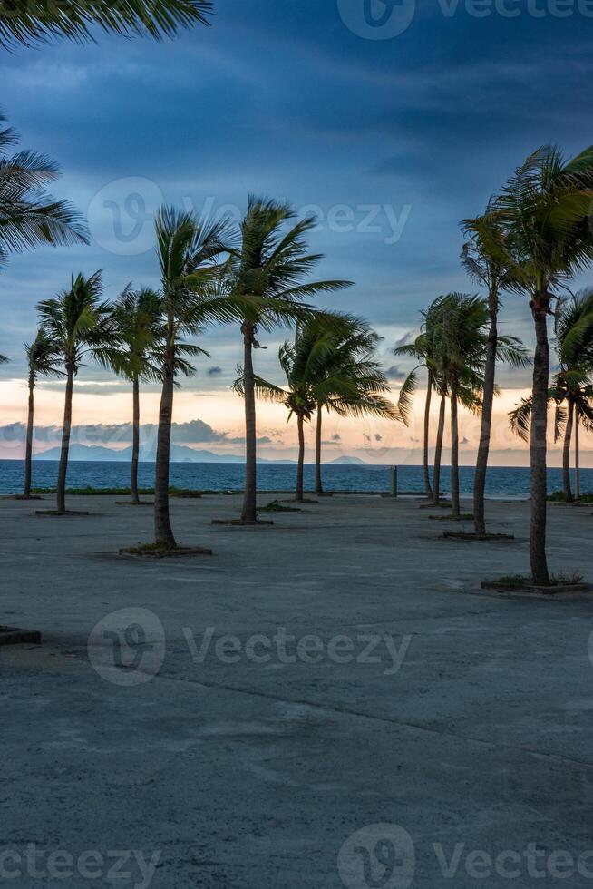 Palm trees on the beach with beautiful clouds photo