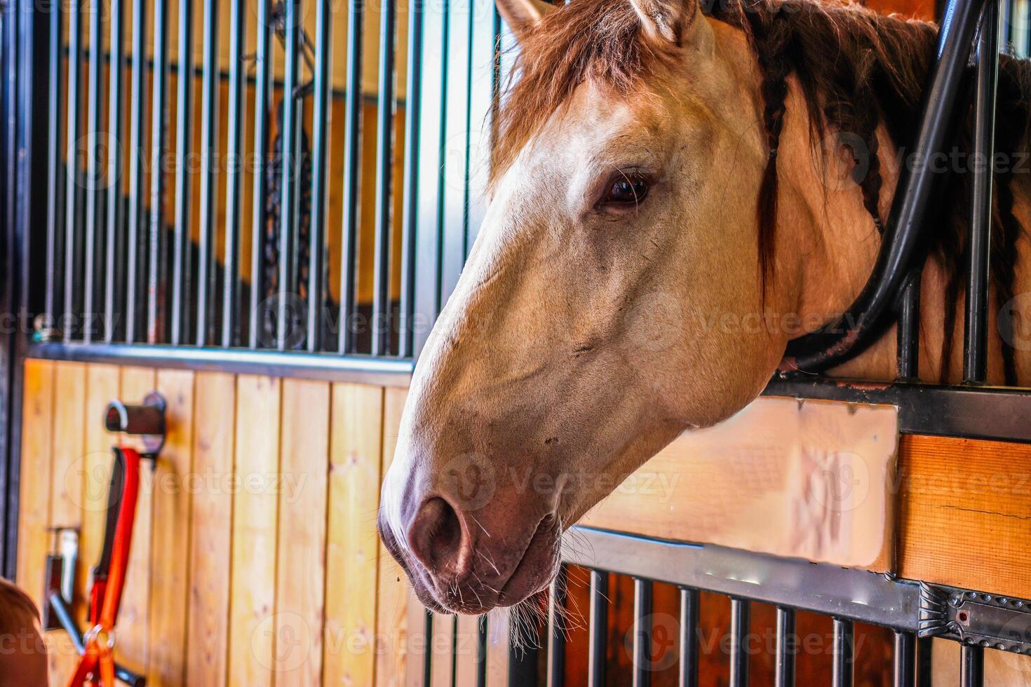 Horse in Standing Head Outside photo