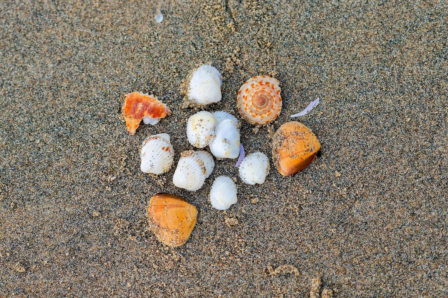 Shells in the sand in the form of a drawing photo