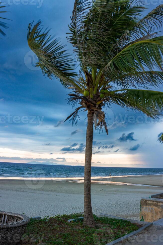 Palm trees on the beach with beautiful clouds photo