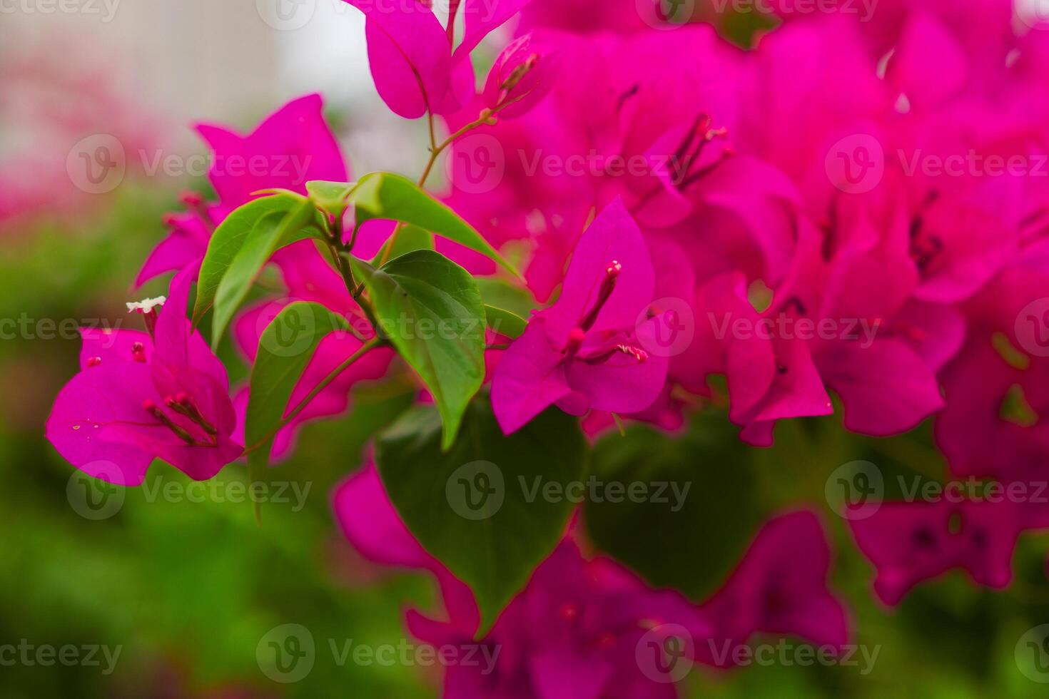 Pink flowers among green foliage photo