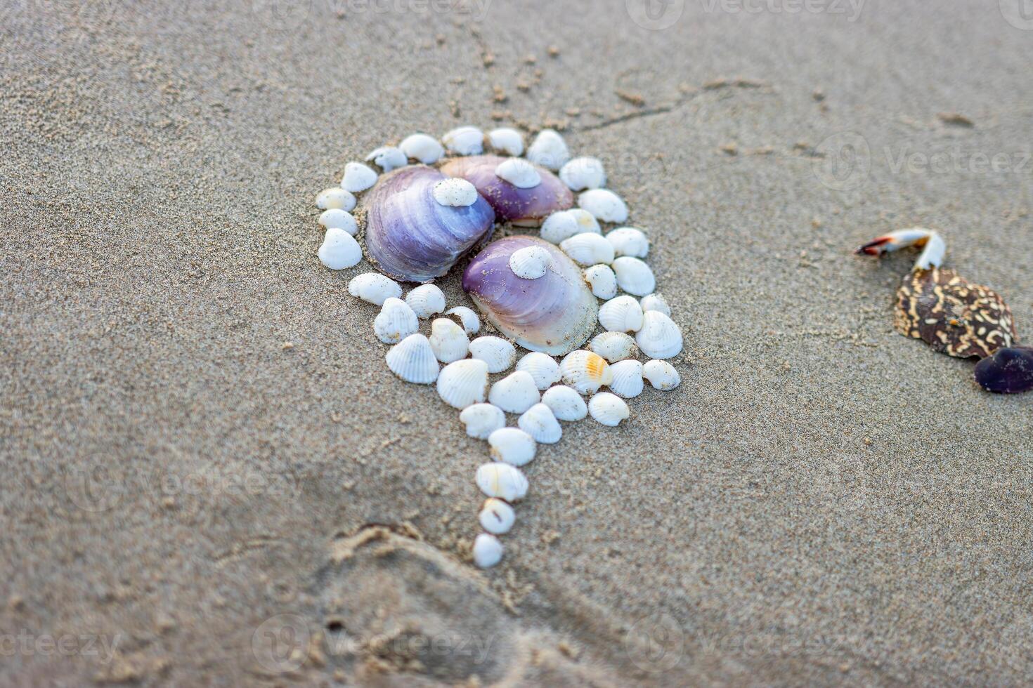 Shells in the sand in the form of a drawing photo