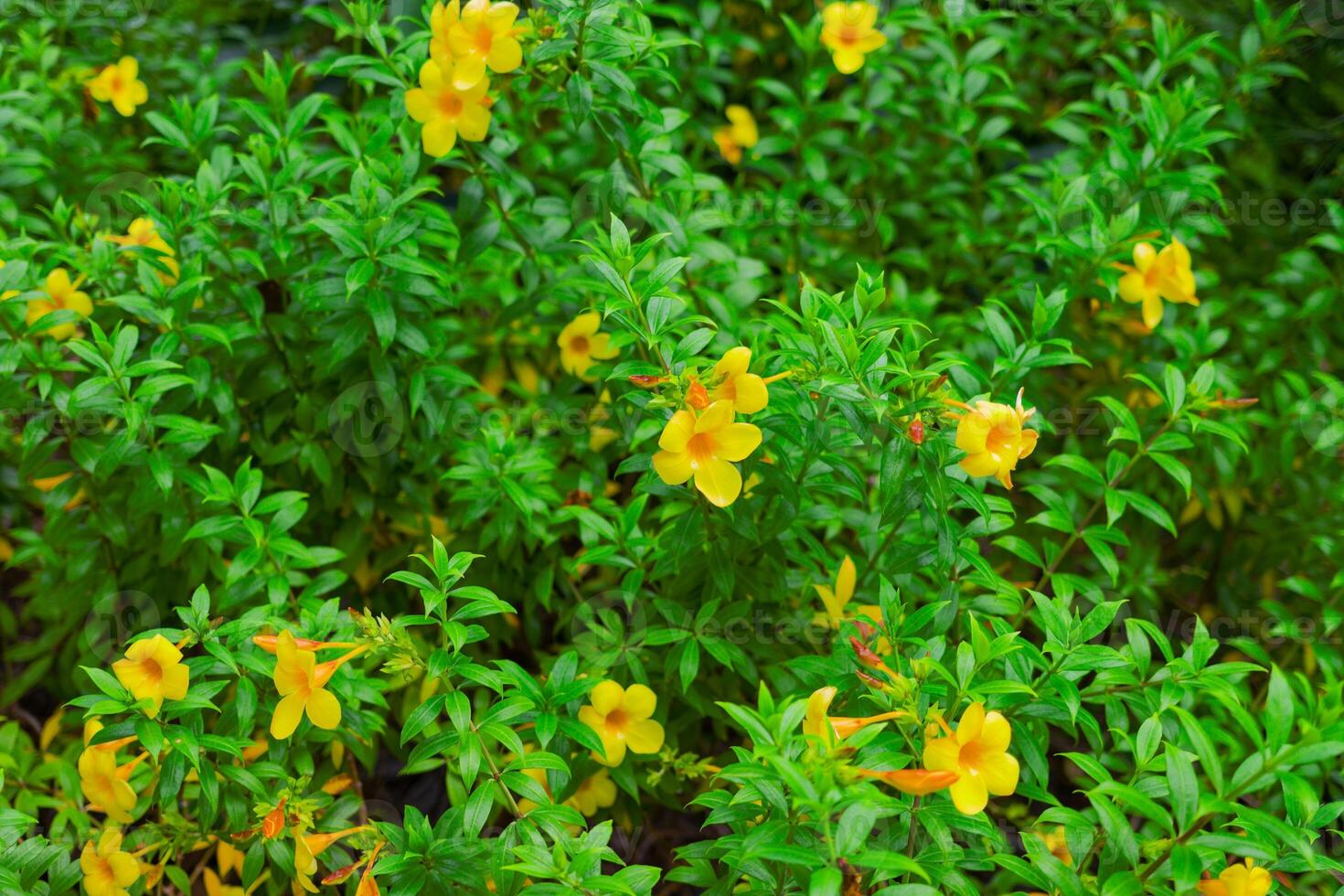 Many yellow flowers among the greenery photo