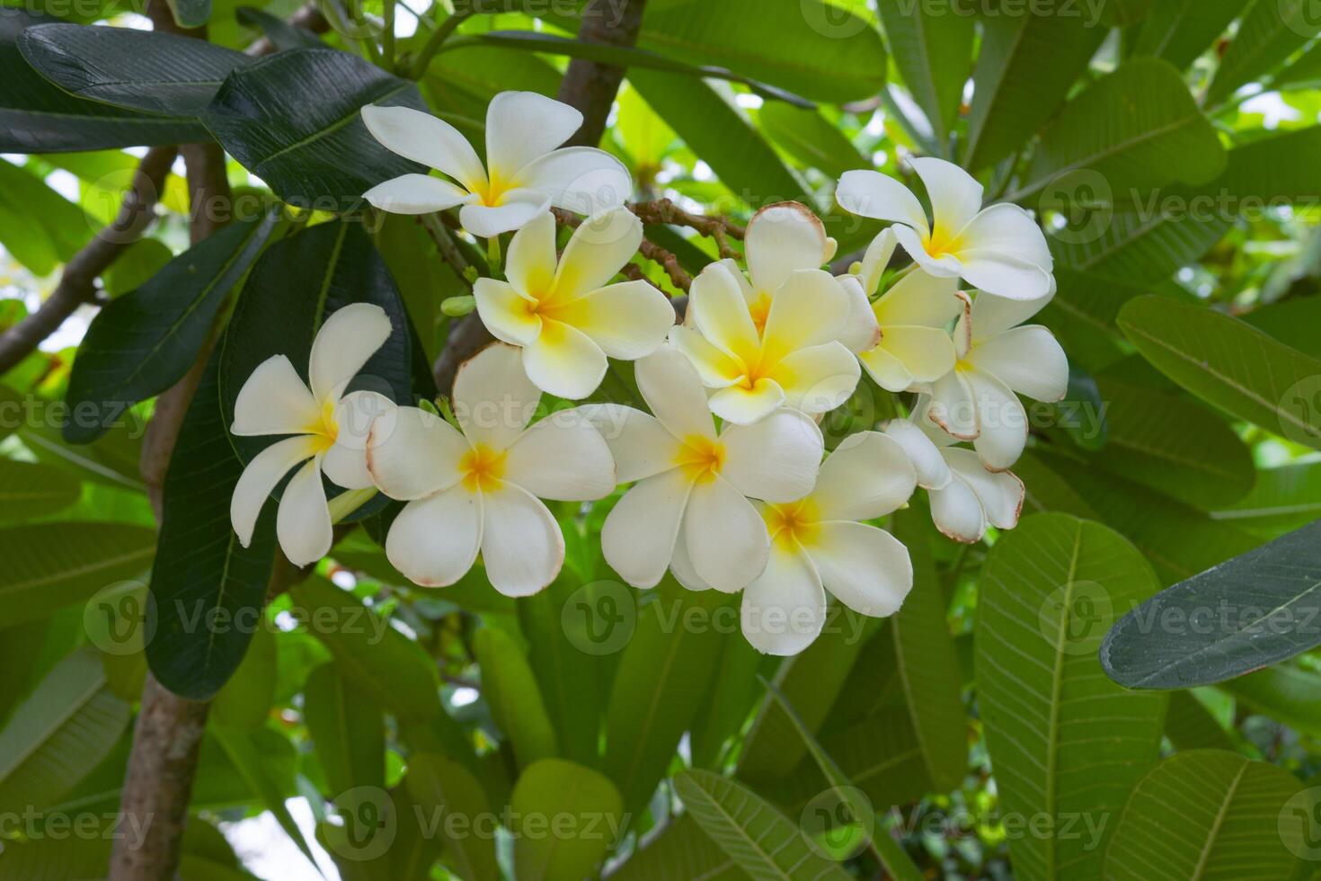 White flowers among the green foliage photo