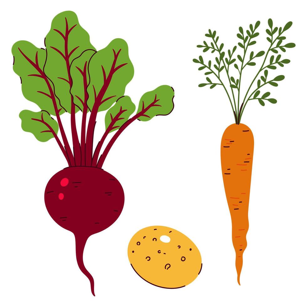 Set of Root vegetables beetroot, carrot and potato isolate on white background. graphics. vector