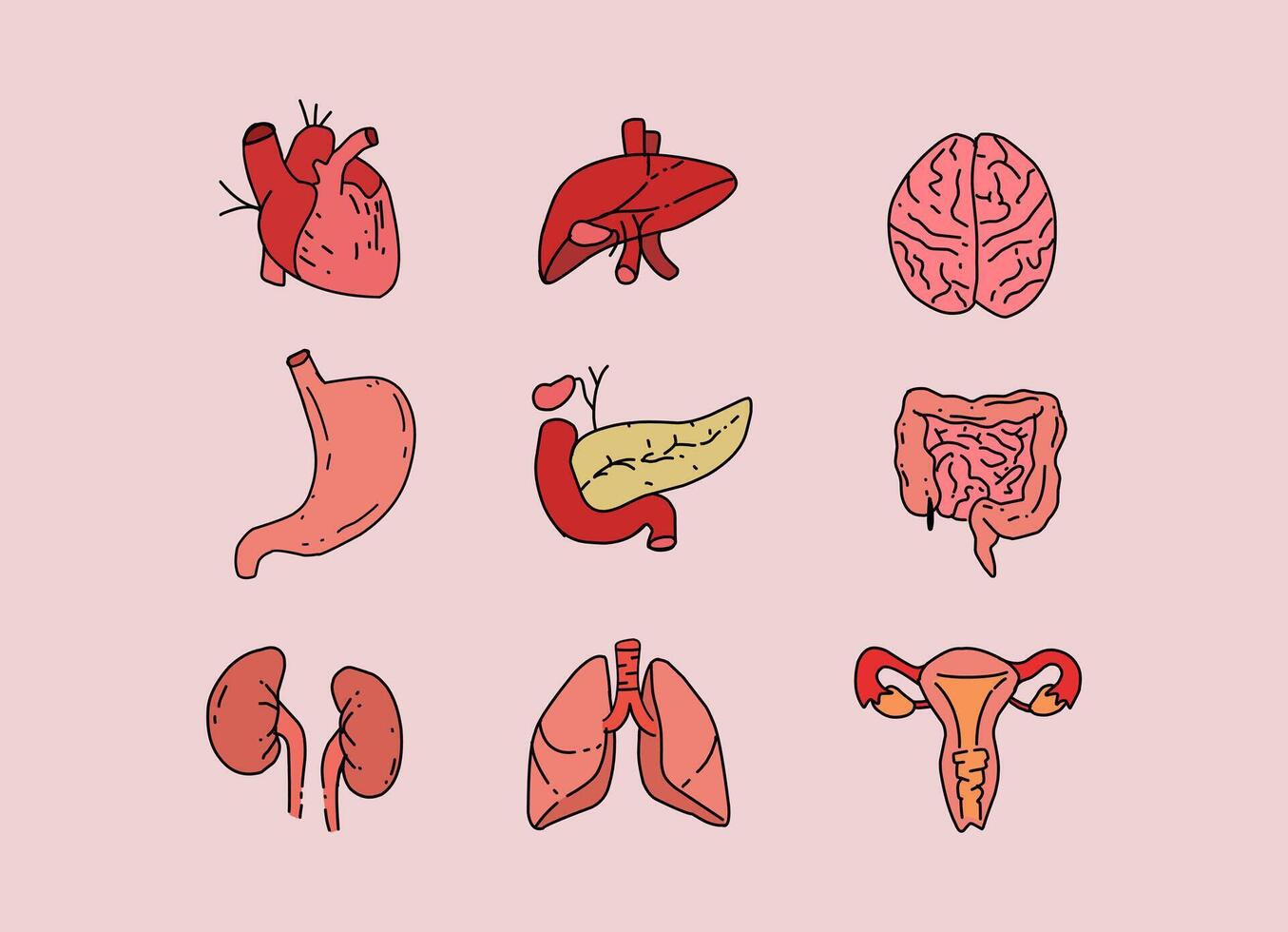 Collections of Human Internal organ illustration, suitable for medical student or illustration purposes vector