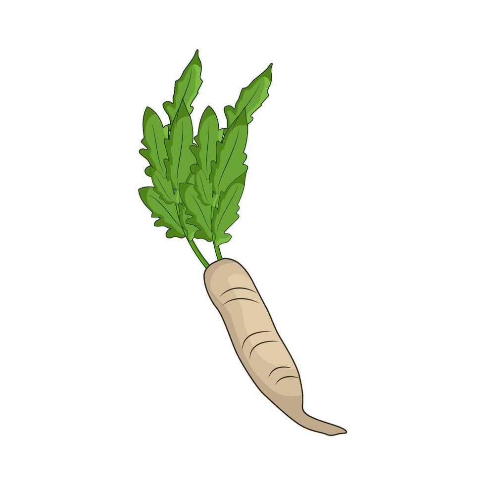 illustration of daikon radish vector