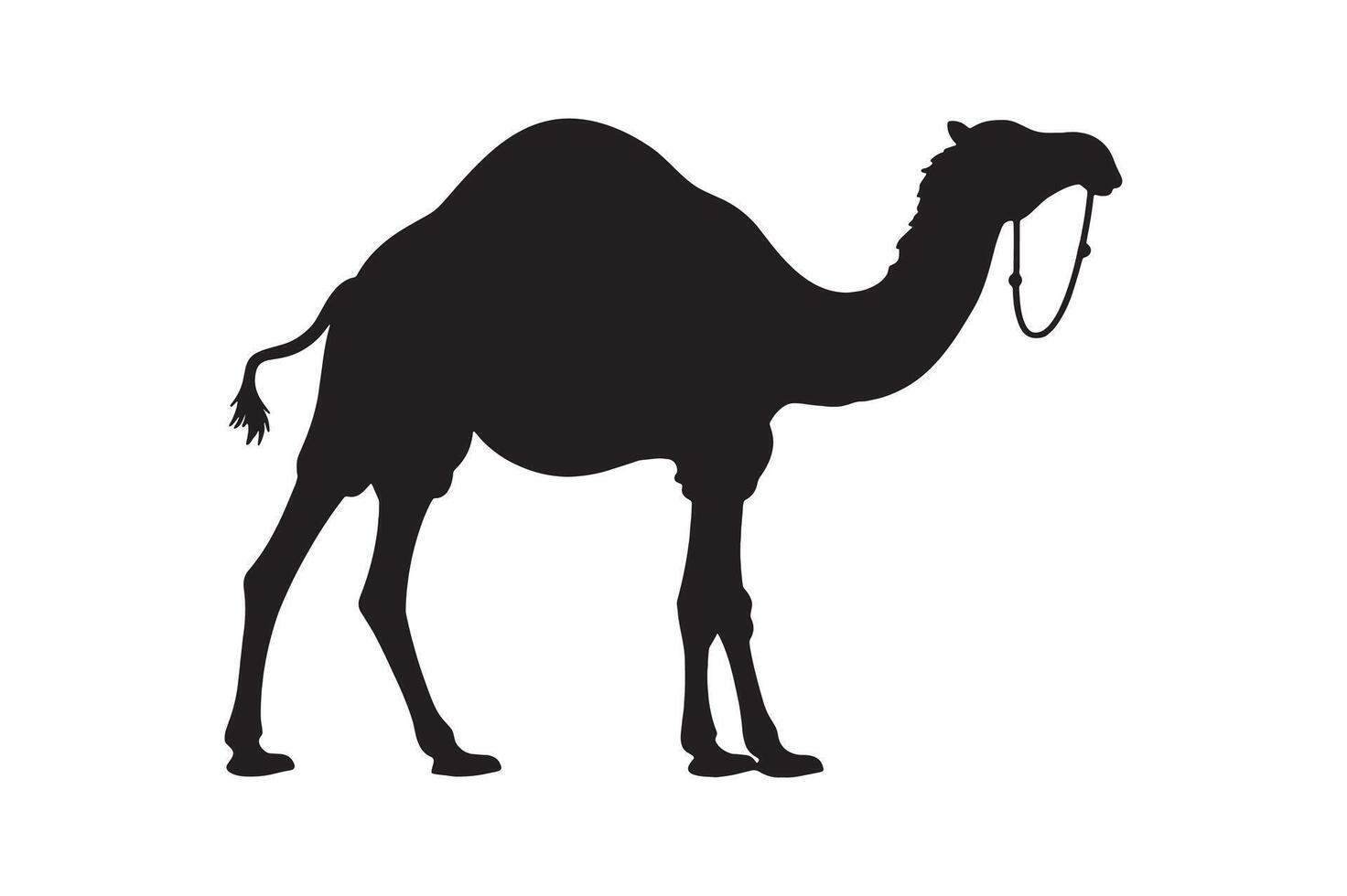 Camel silhouette on a white background. vector