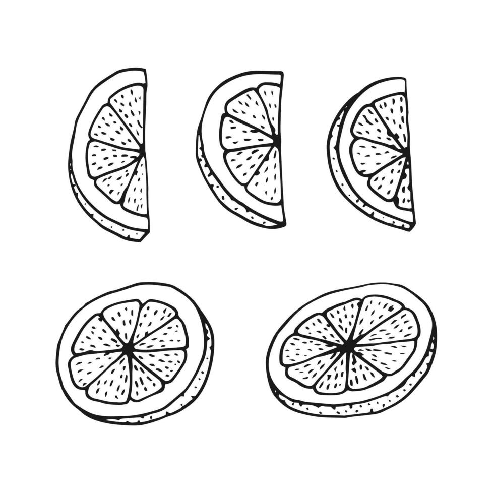Lemon slices. Hand drawn illustration in outline style. vector