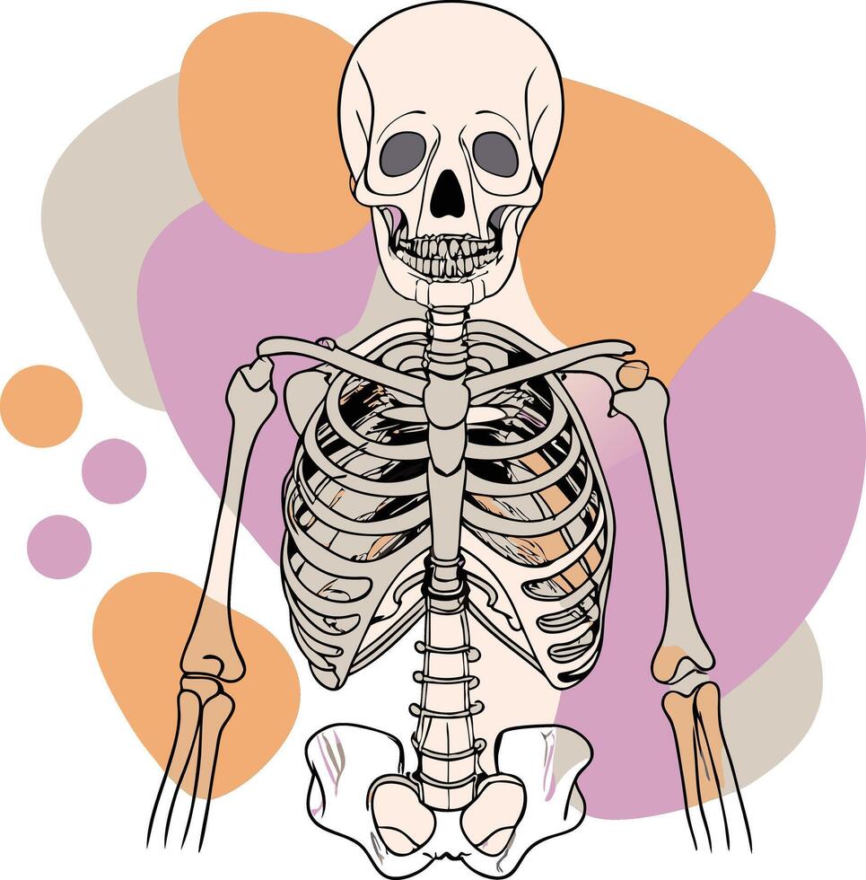 The skeleton is shown in a cartoon style vector
