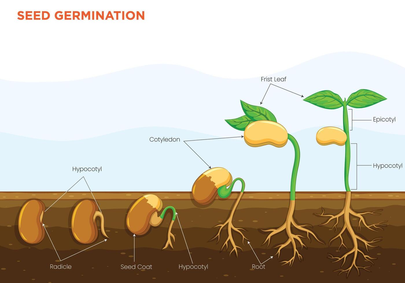 Seed Germination The Transformation of Seeds into Thriving Plants vector