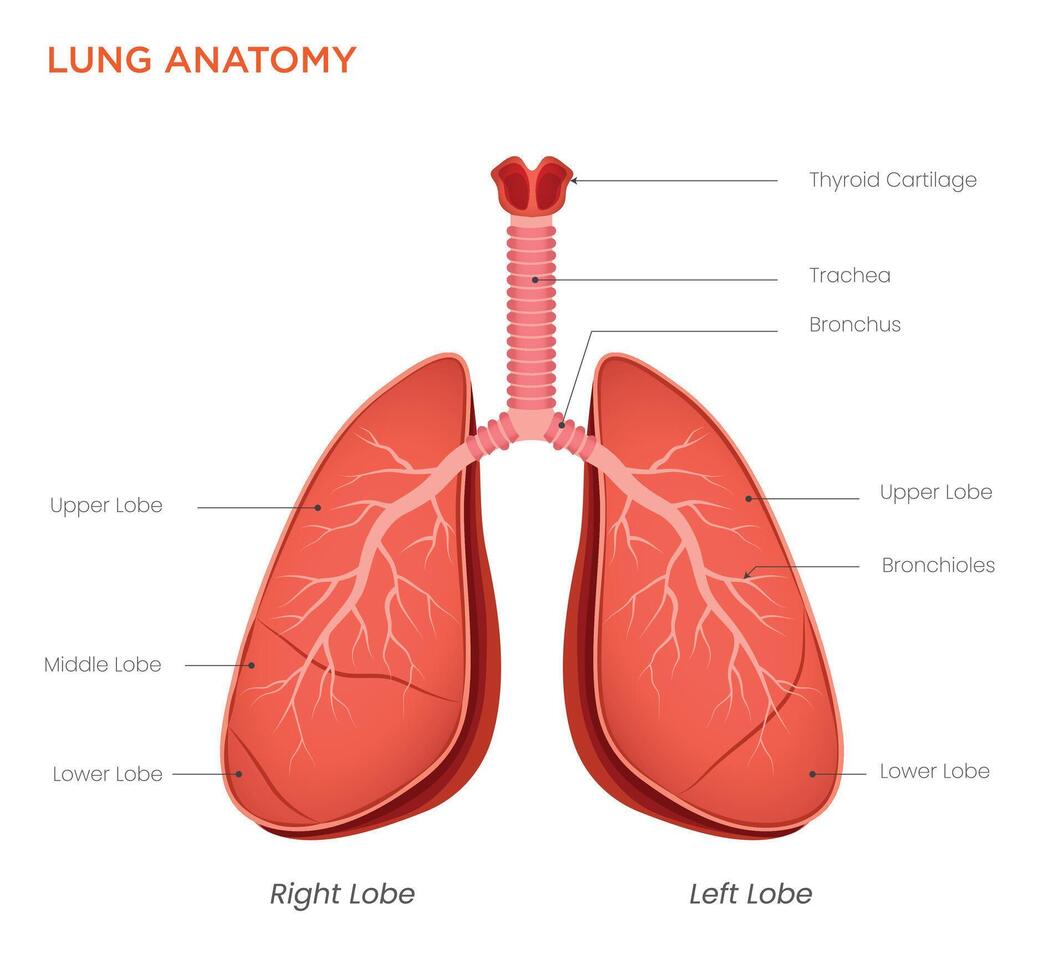 Lung Anatomy Diagram Structure and Function of the Respiratory System vector