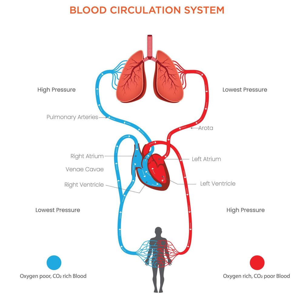 Understanding the Blood Circulation System Heart, Arteries, Veins, and Capillaries vector