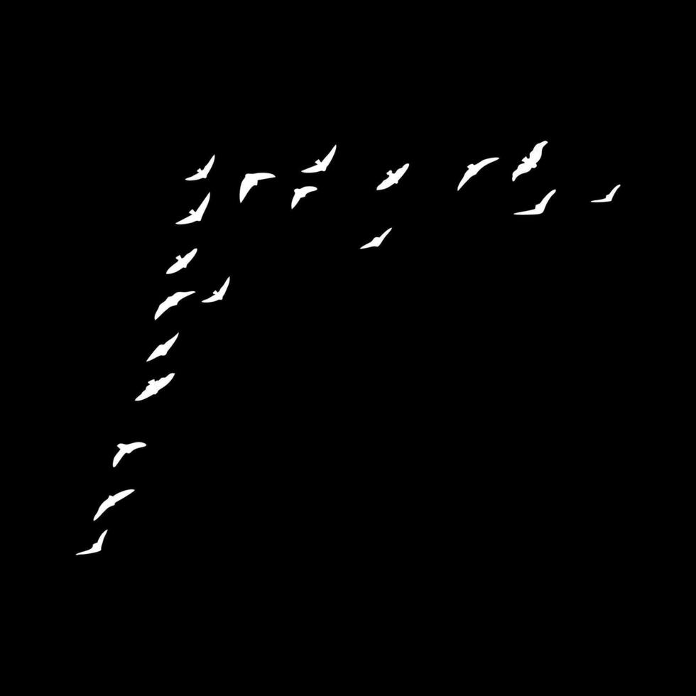 birds on a black background vector