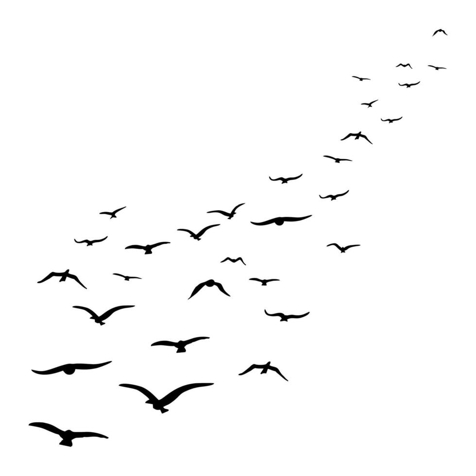 beautiful birds fly vector