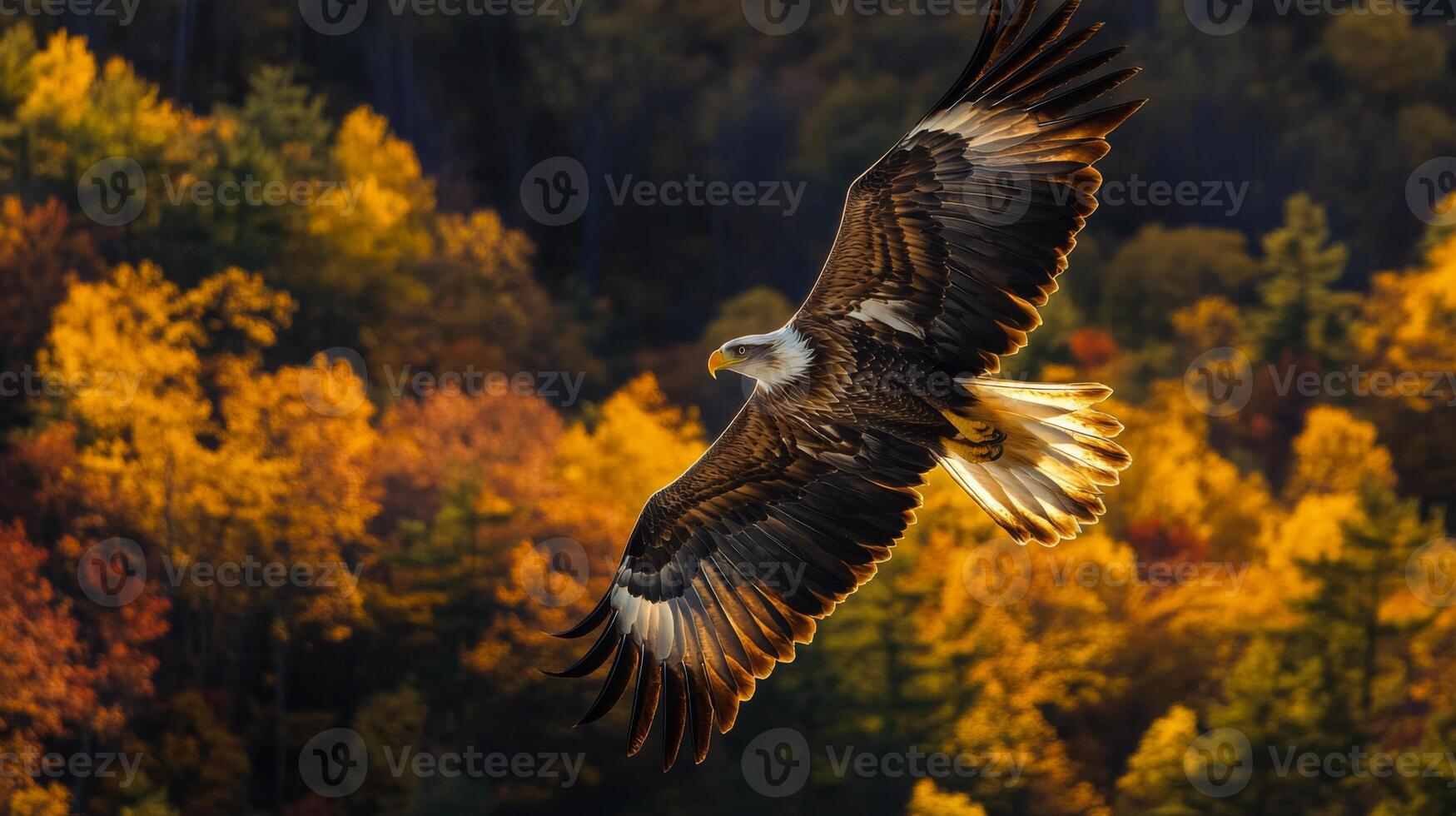 An eagle flying over a forest with autumn colors photo