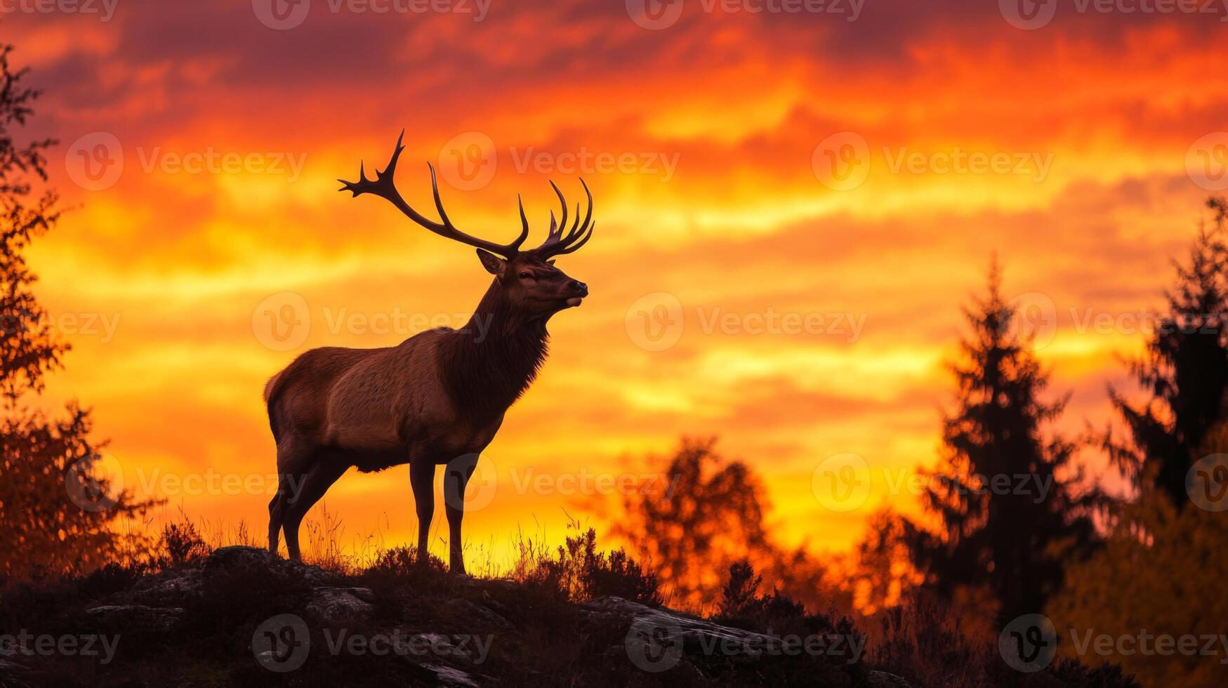 A deer stands in front of a sunset sky photo