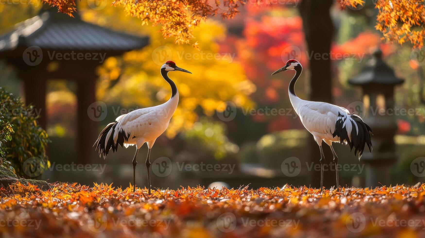 Two Red-Crowned Cranes Standing in Autumn Leaves photo