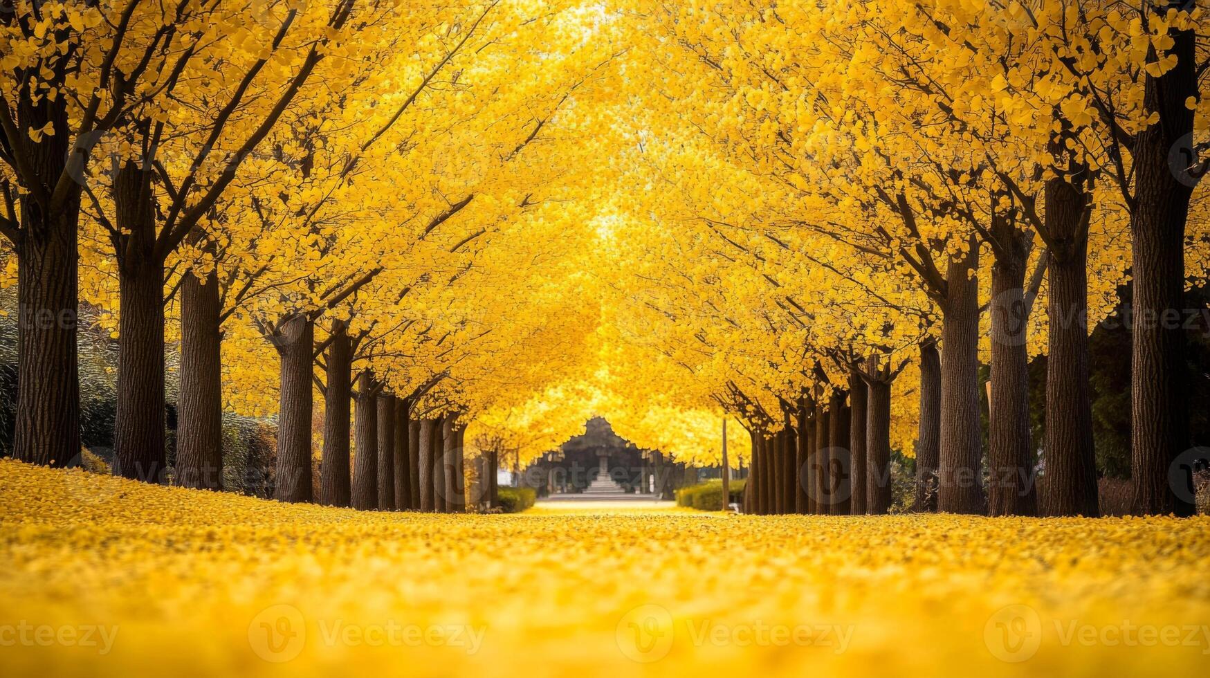 Golden Autumn Leaves in a Tree-Lined Pathway photo