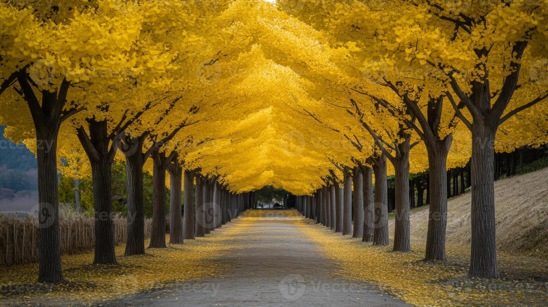 Golden Canopy Path Through Ginkgo Trees in Autumn photo